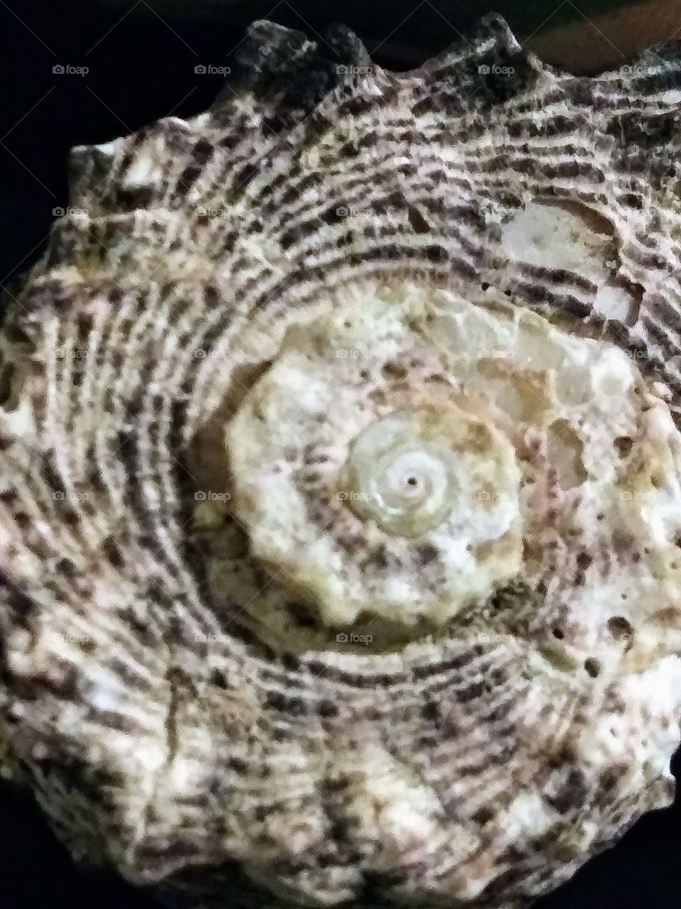 spiral of a shell
