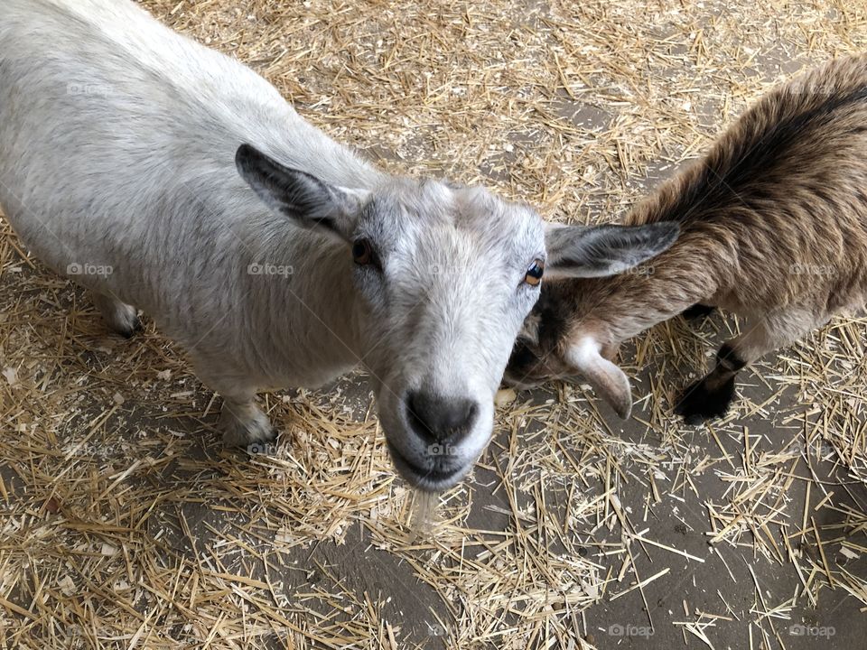 Curious goat 