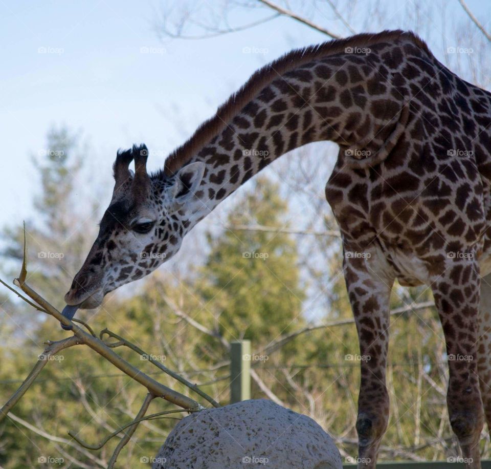 Giraffe playing with a branch