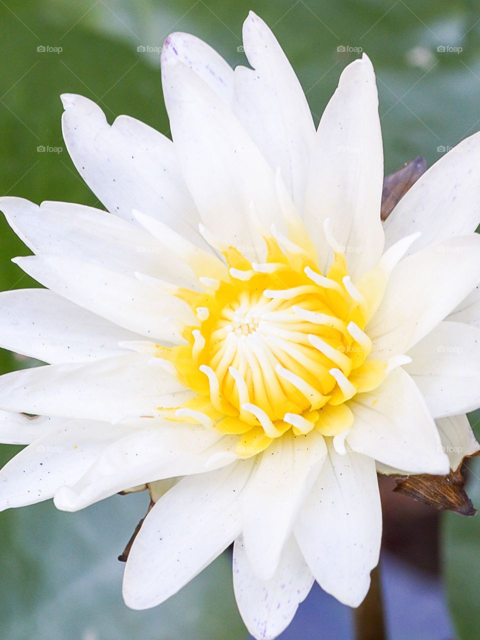 lotus flower. lotus flower in garden