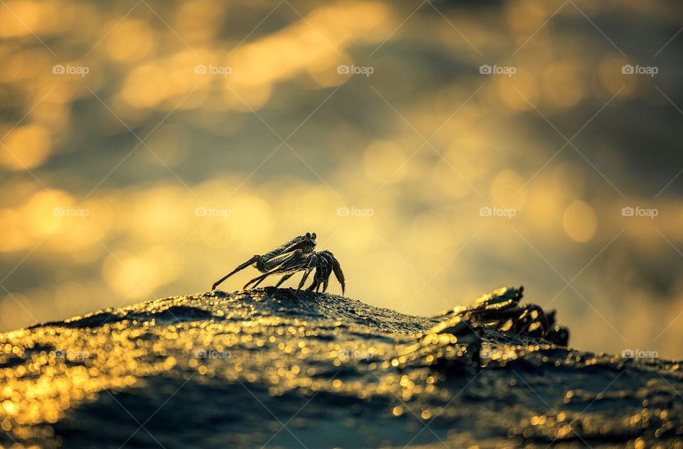 Crab on the stone on background of sunset 