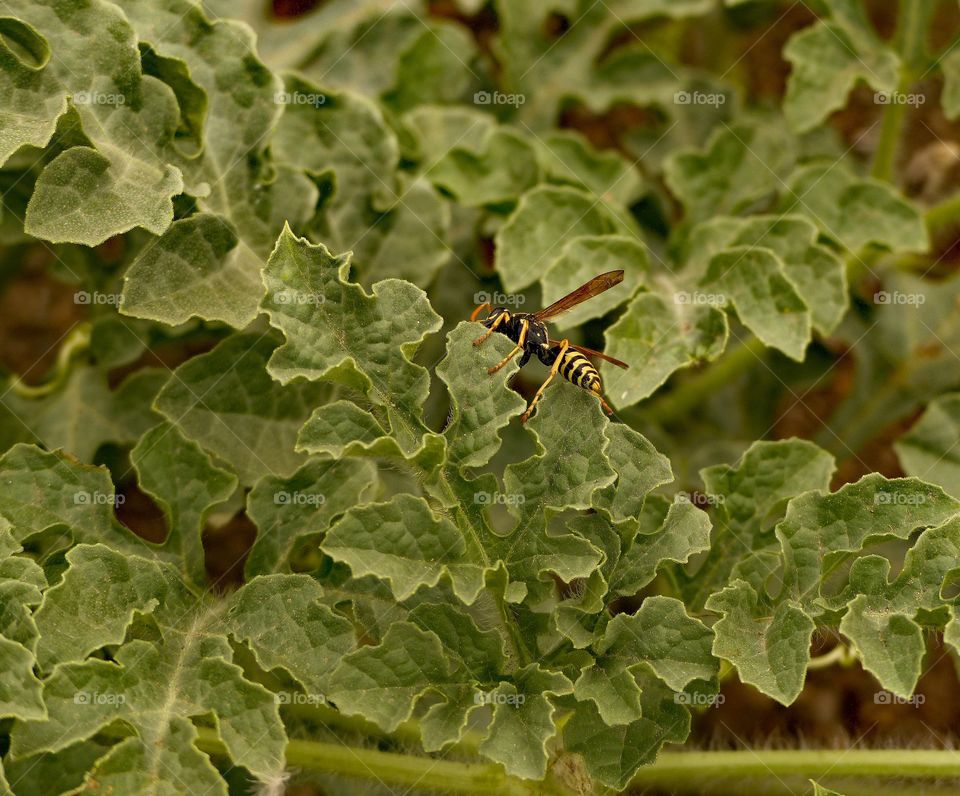 Yellow jacket in a watermelon plant