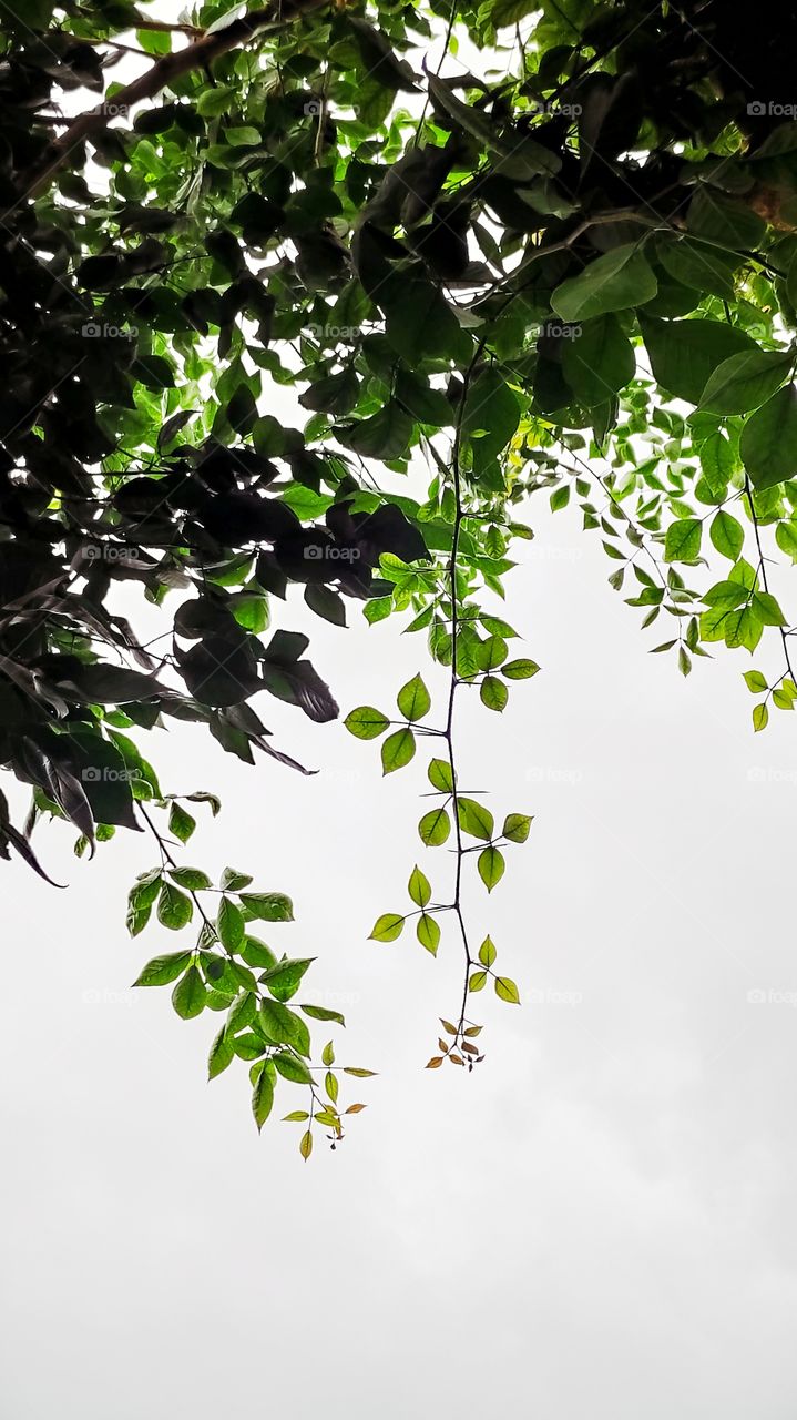 Leaves that fills sky with its color.