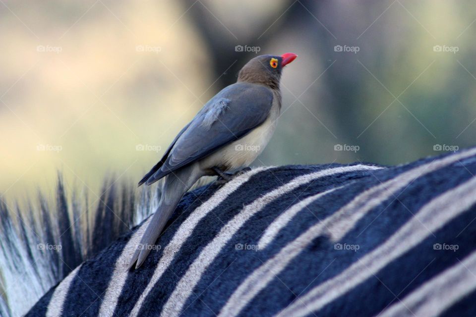 Red billed oxpecker.