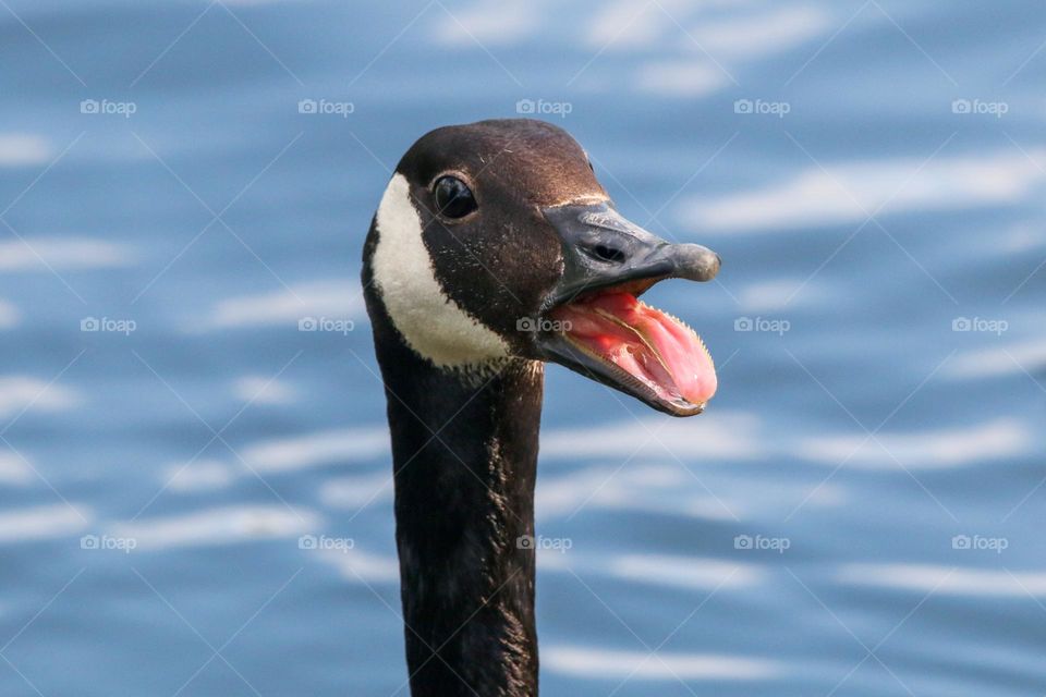Close up of head goose with tongue out