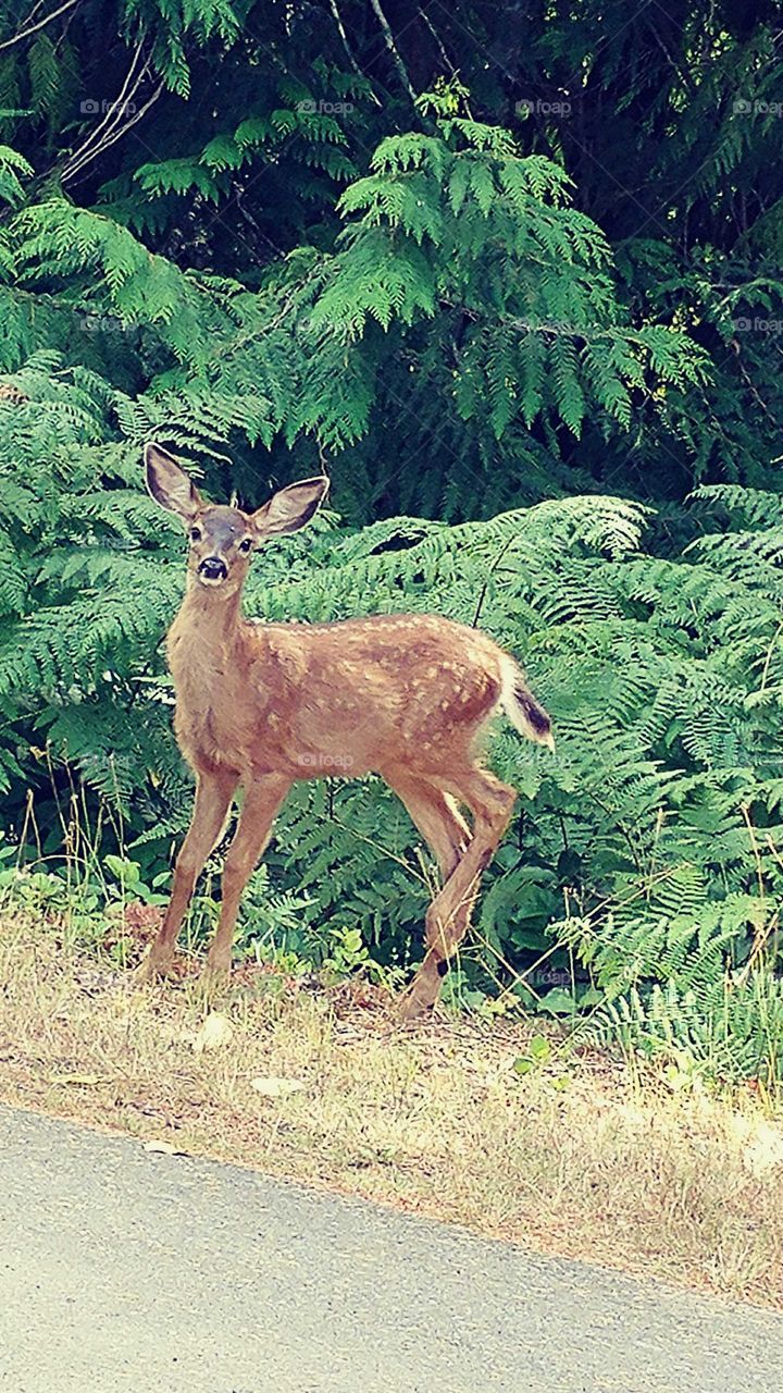 Deer in Camera Lens
