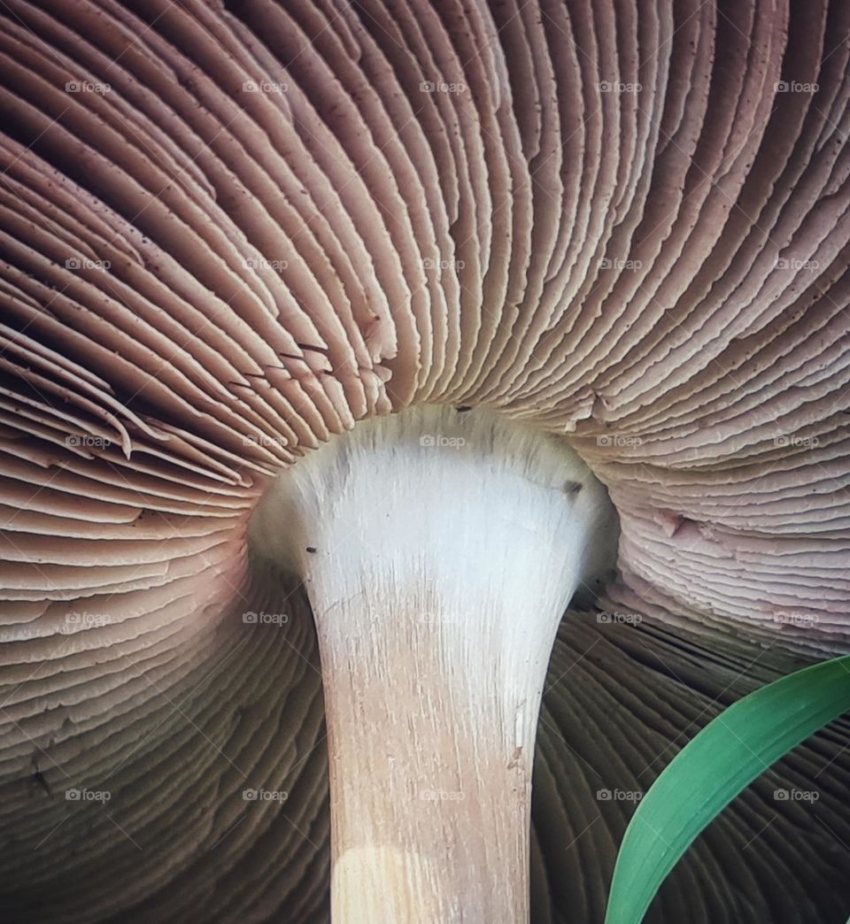 Mushroom