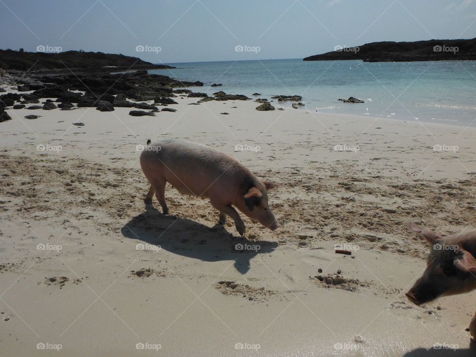 Hog wild for the beach
