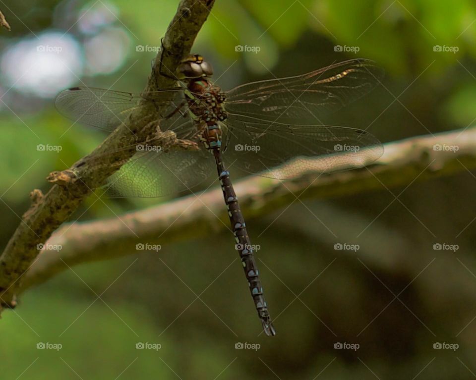 The Mosaic wonder of an Odonata