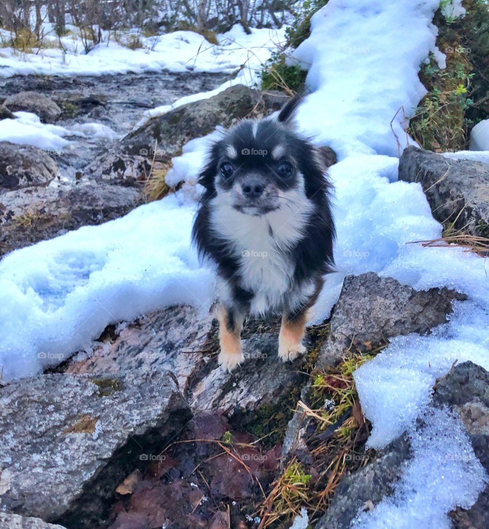 Spring in the arctic