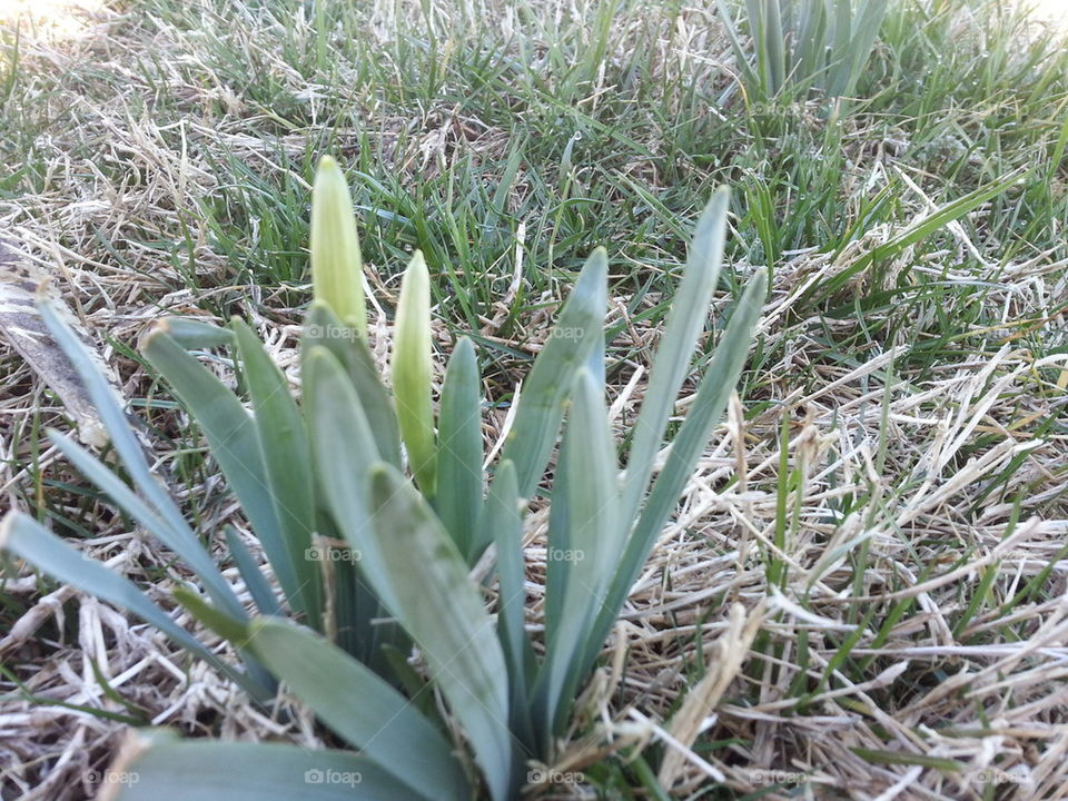 Daffodils Buds