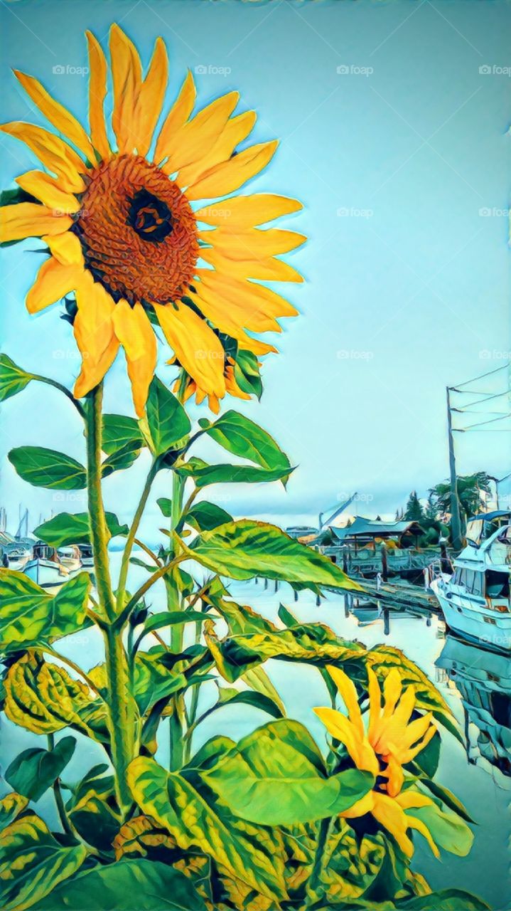 Sunflower on the Dock Olympia Washington