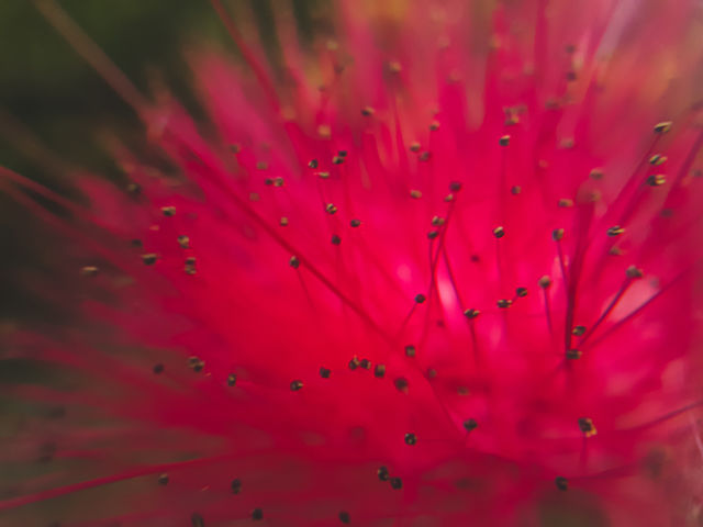 stigma and pollen