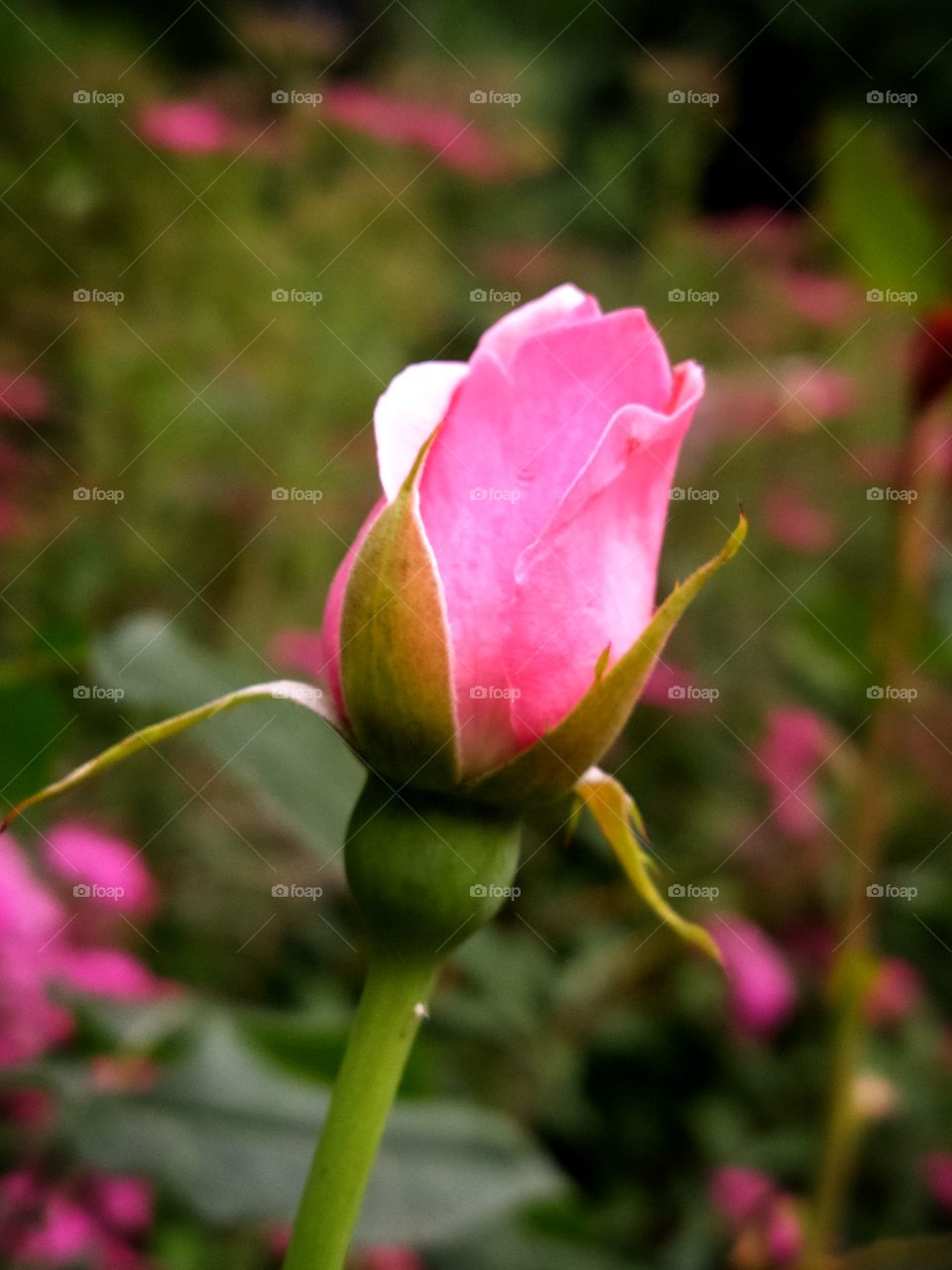 Pink rose bud