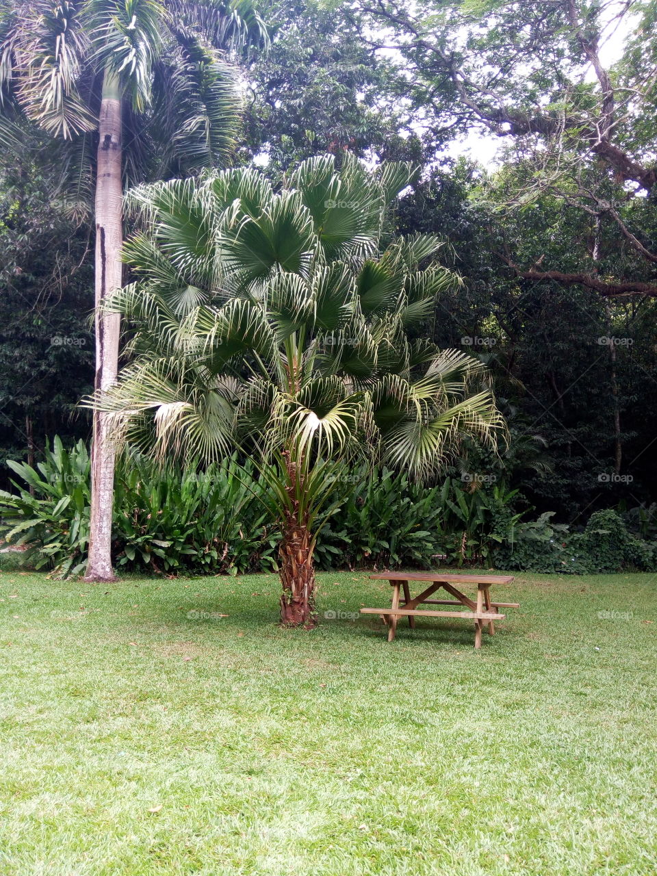 Tree, Summer, Nature, Tropical, Garden