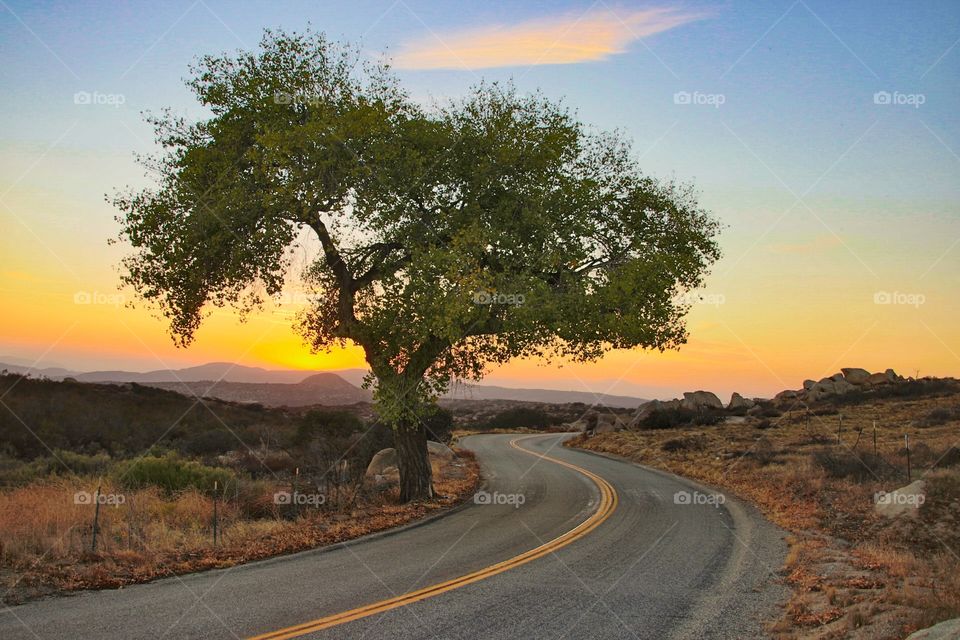 Lone Tree on the highway