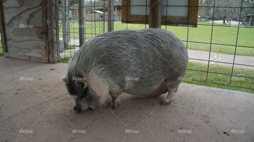 Closeup of a big pig at old Mac Donald's farm in humble Texas 