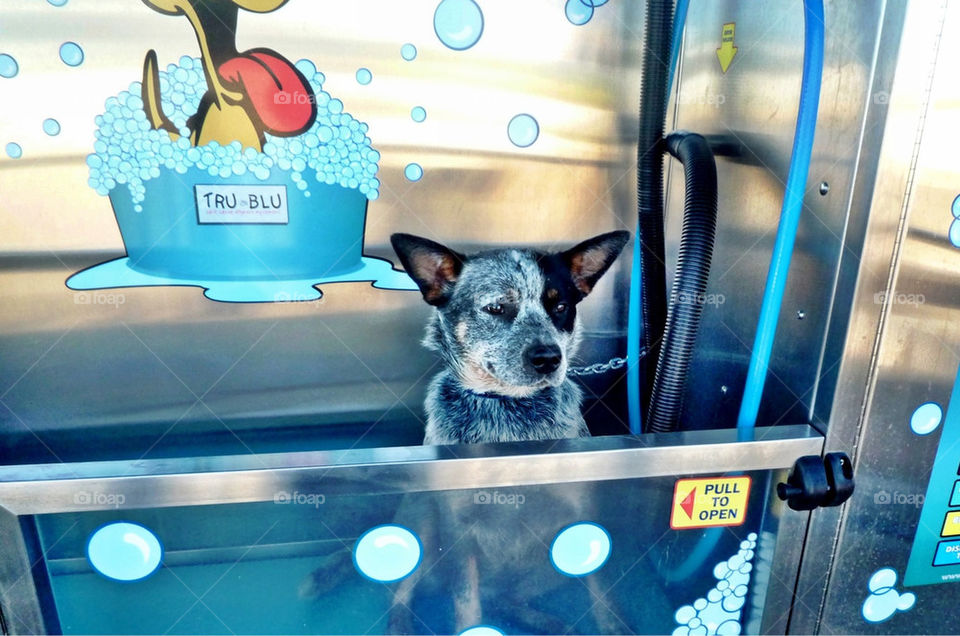 Blue Heeler Hydro Bath