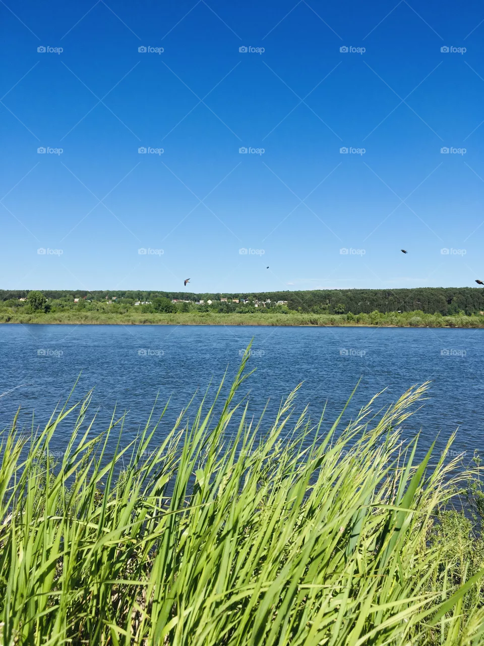 Nature 