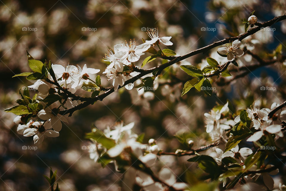 Spring. Cherry flowers.