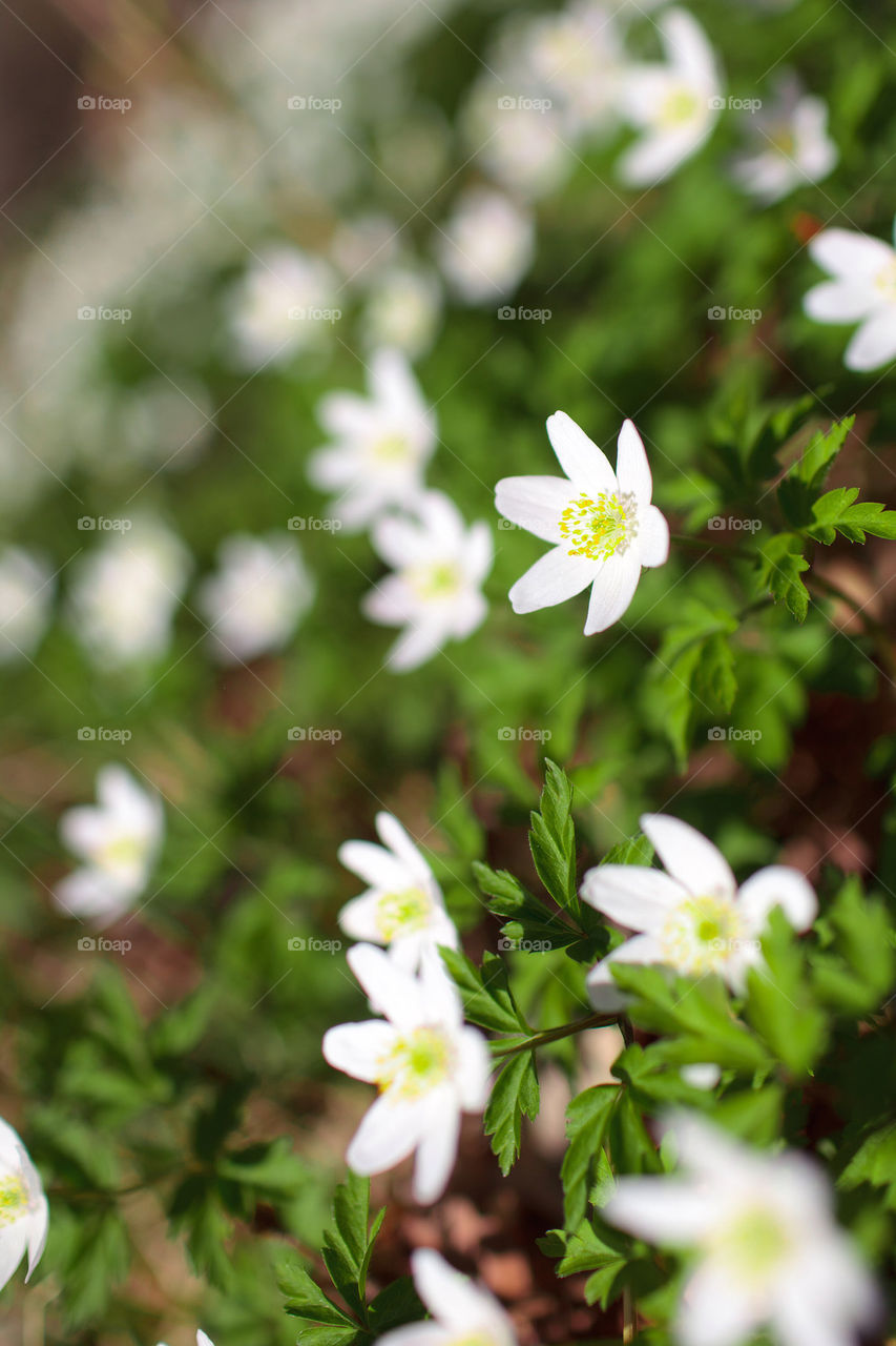 ANEMONES IN SPRINGTIME