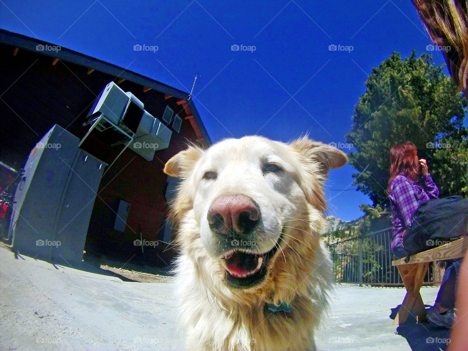 Golden retriever, looking happy, smiling, straight at the camera, mountain dog