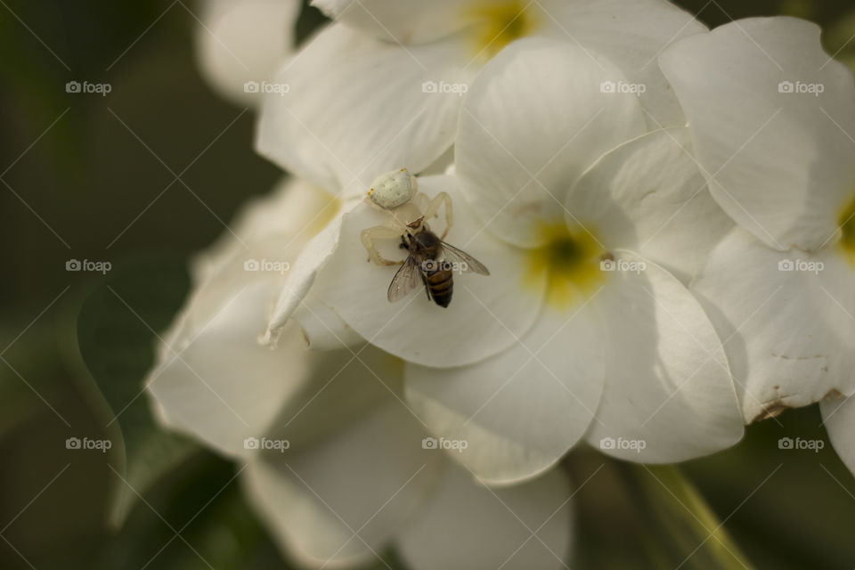 white spider attacking Honey Bee