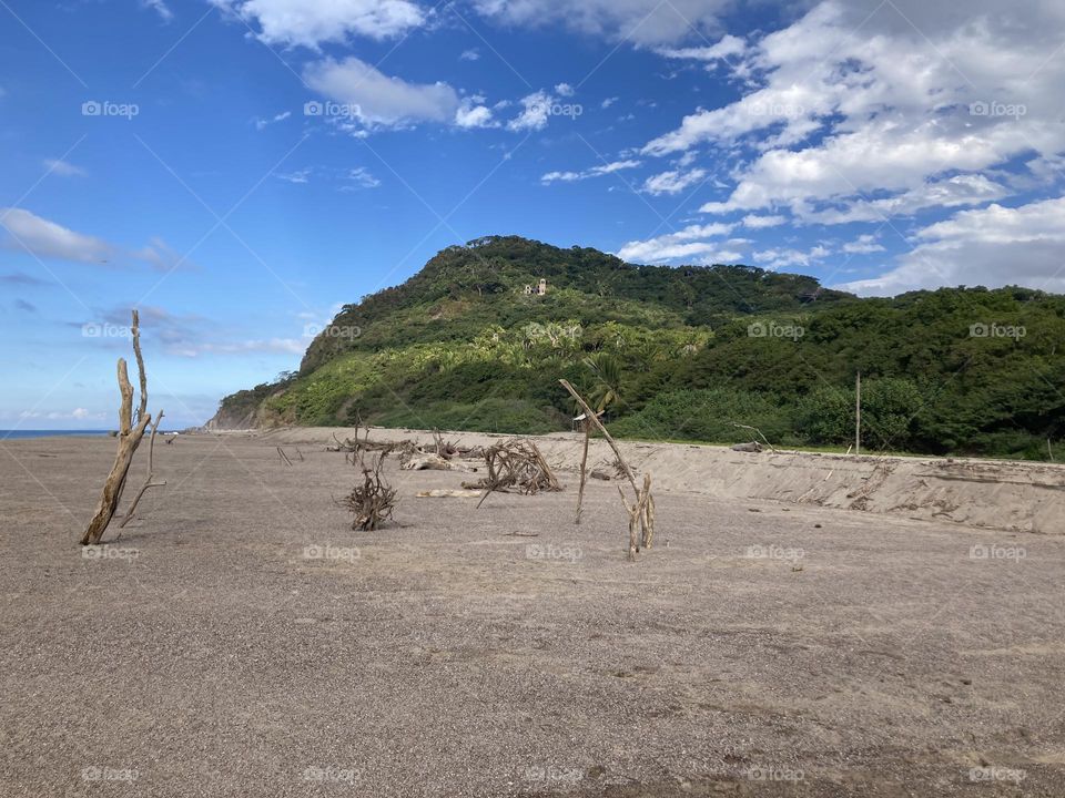 These driftwood pieces look like wooden sculptures.