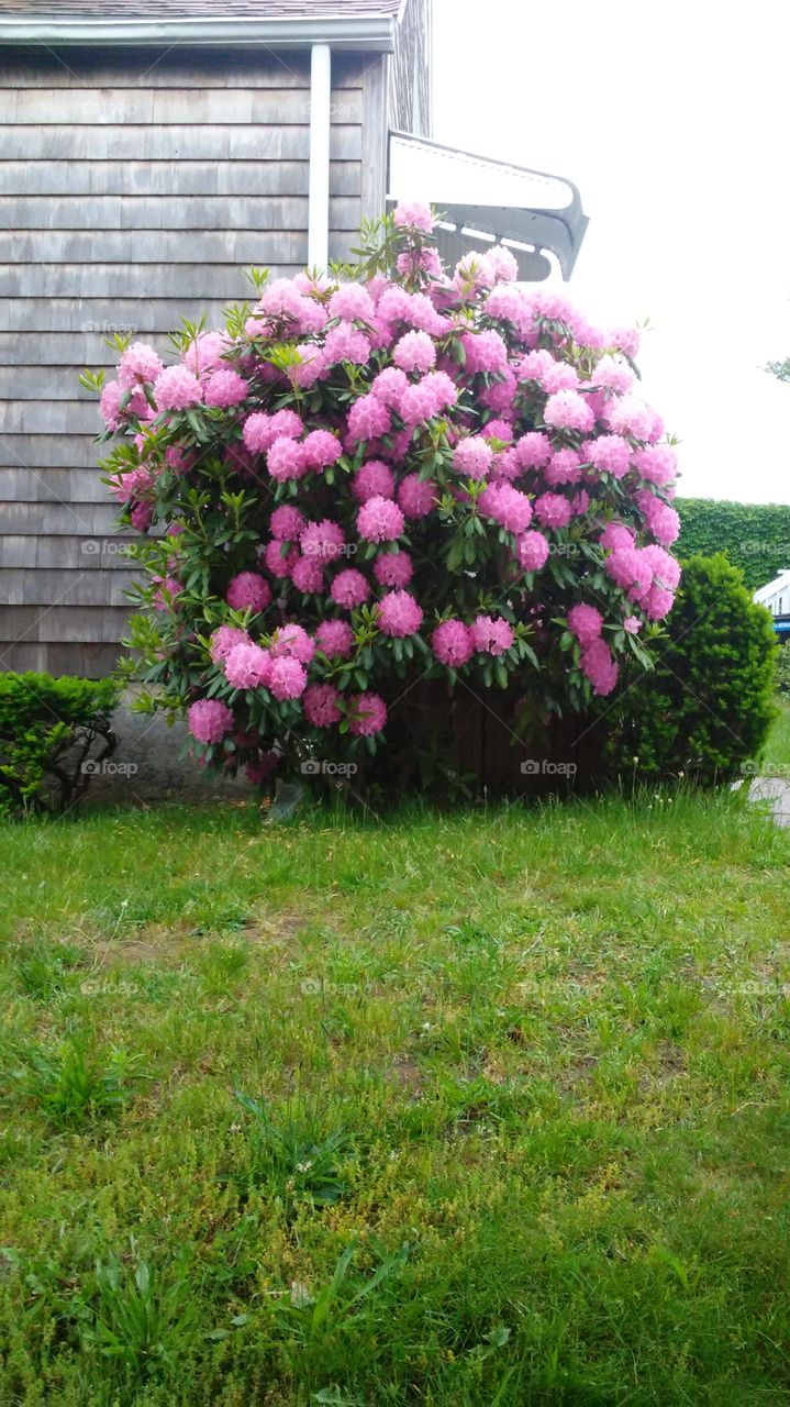 Flower, Garden, No Person, Flora, Leaf