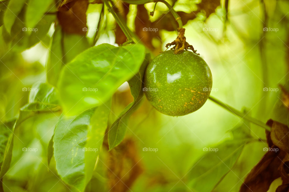 passion fruit tree