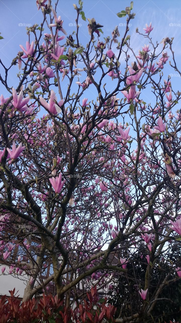 Glorious magnolia