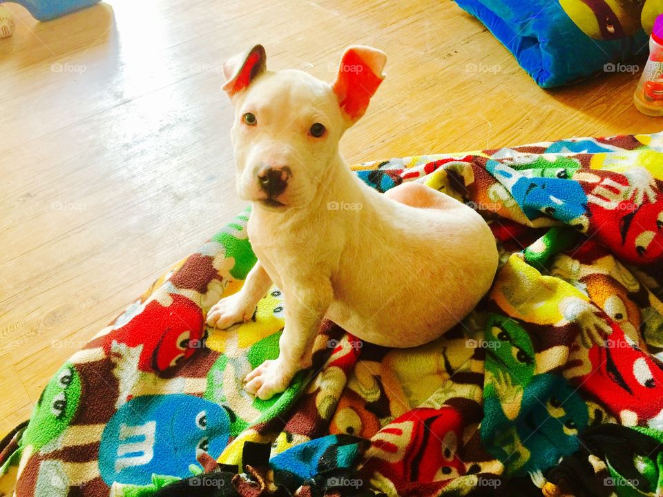 Our new puppy sweet pea a rescue pit bull dog