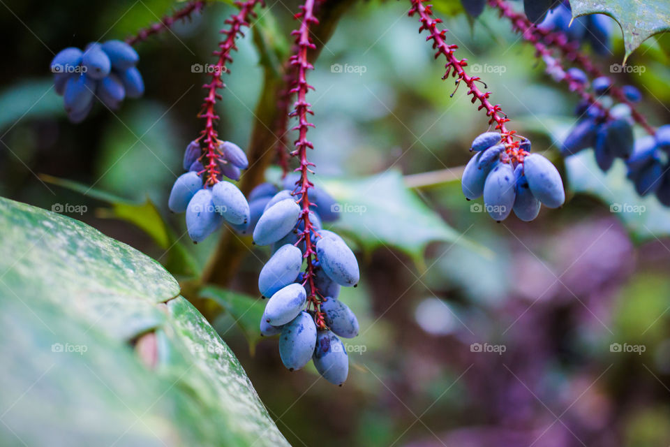 Hemlock Berries Growing at See Rock City