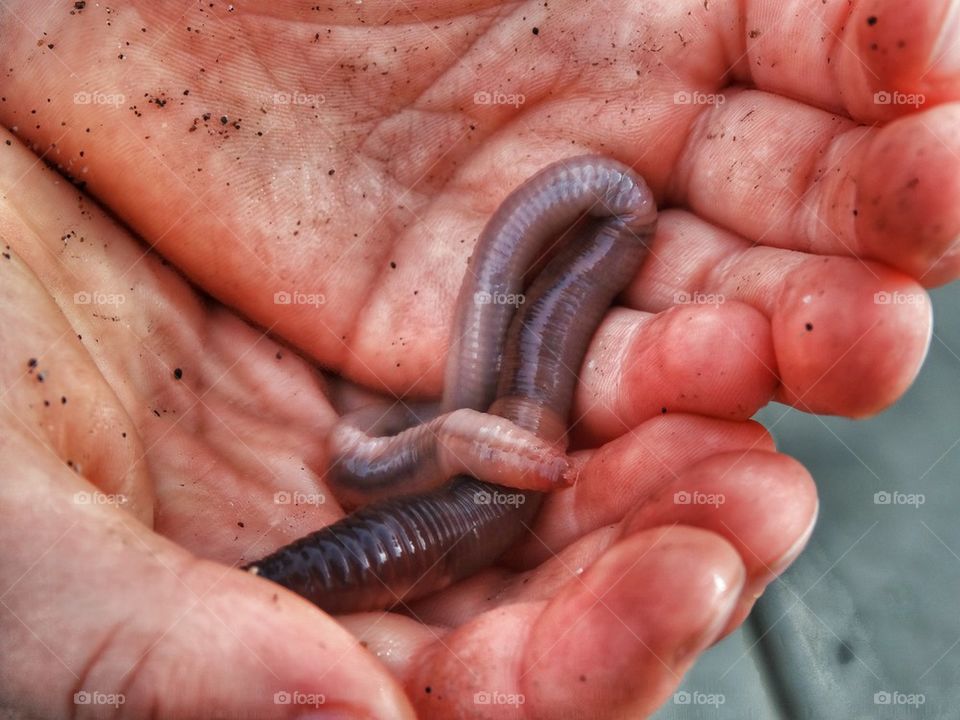 Earthworm Held In Hands Of Child