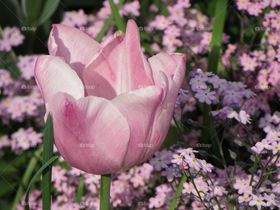 Pink tulip on a background of pink forget-me-nots