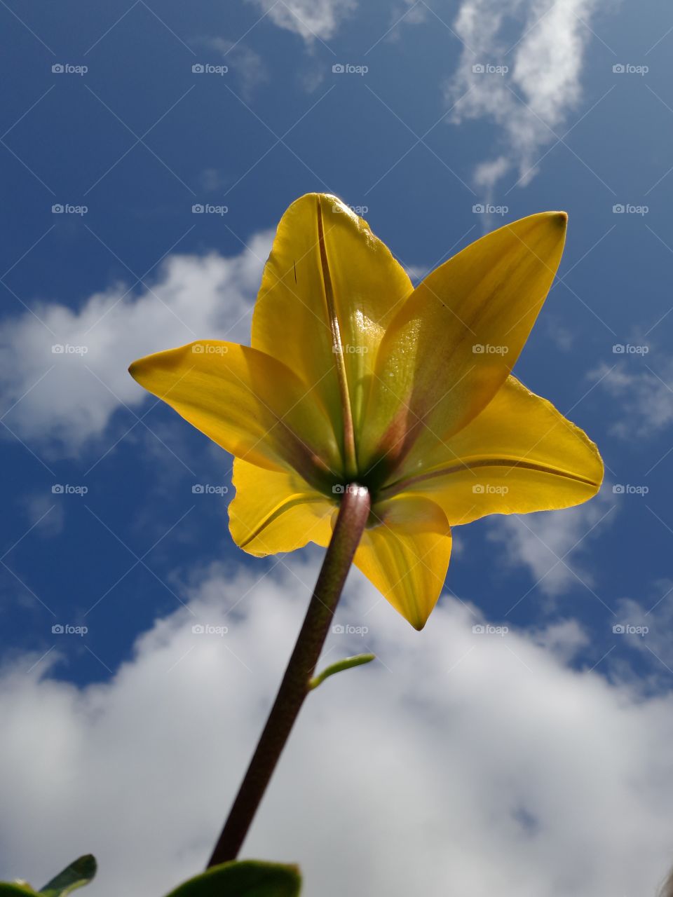 flower sky lily