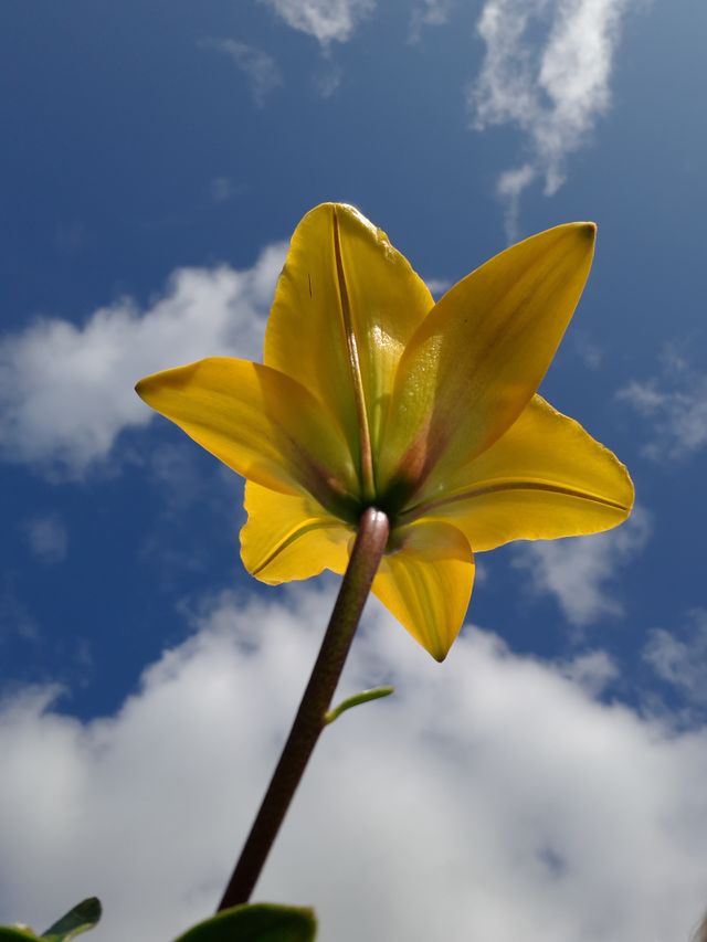 flower sky lily