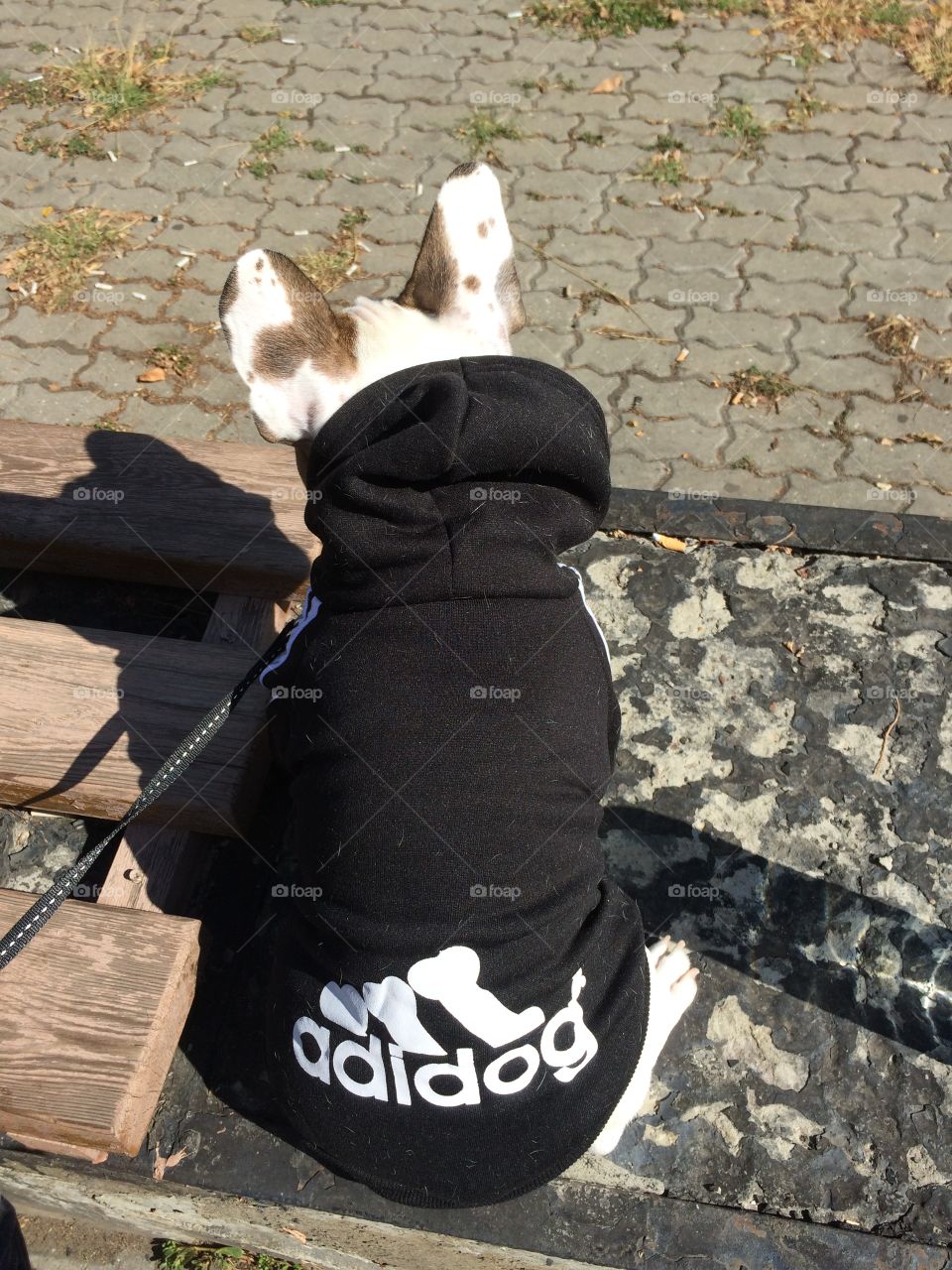Adidog