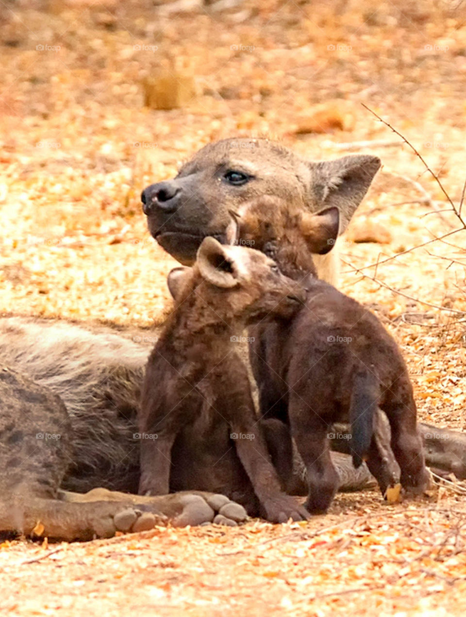 Hyena family love. Hyena cubs cuddling close to mom. Kruger Park, South Africa.