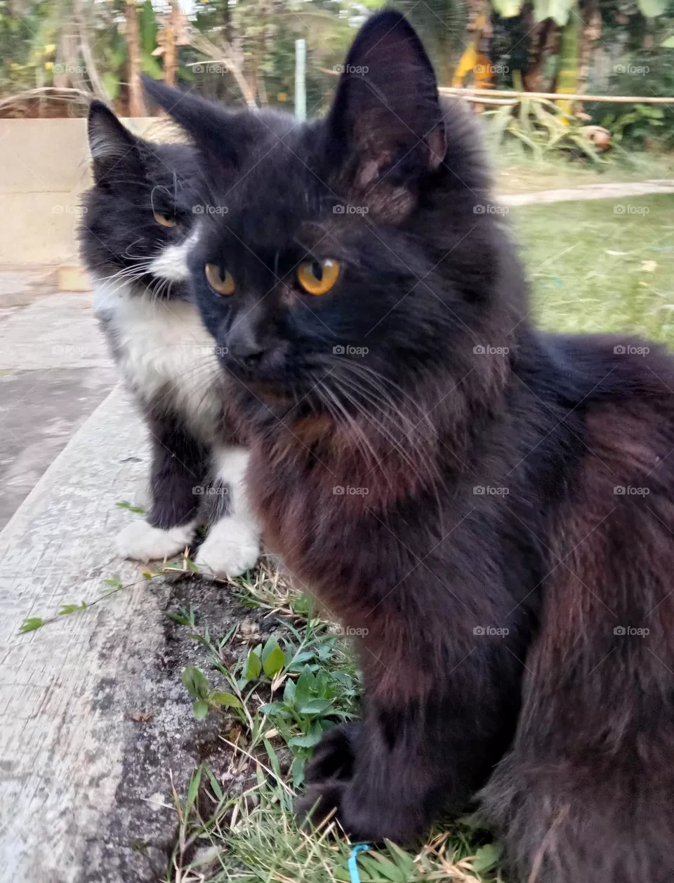 Sometimes cats can mix with humans as pets, but they can also live wild.