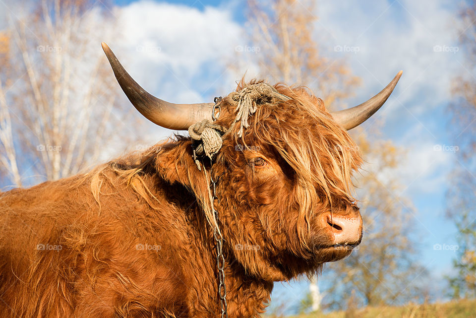 Close up of bull looks at the camera