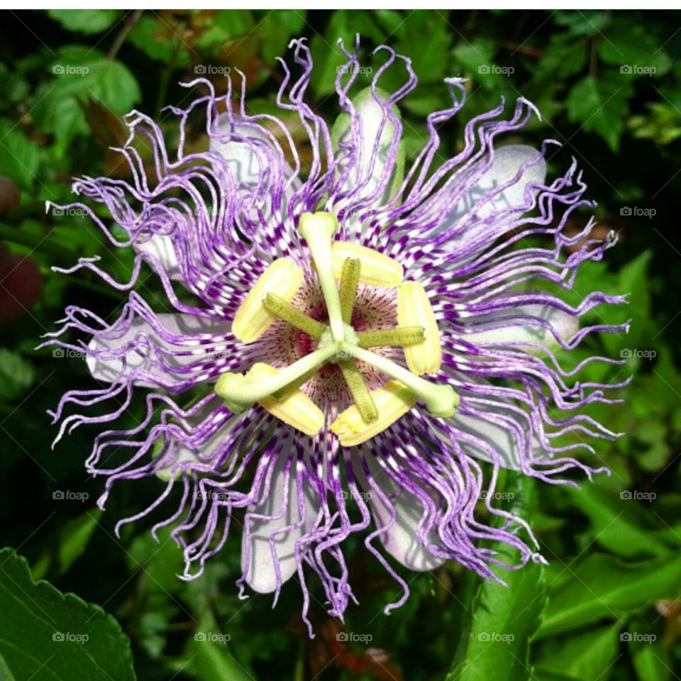 A passion fruit flower in Hilton Head Island, South Carolina. 