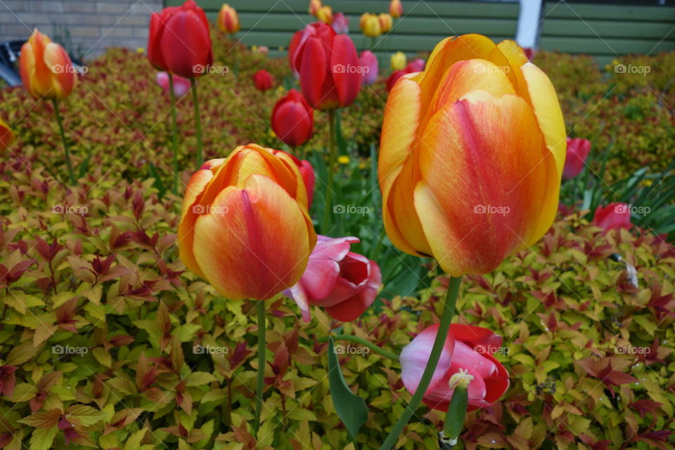 tulpaner
