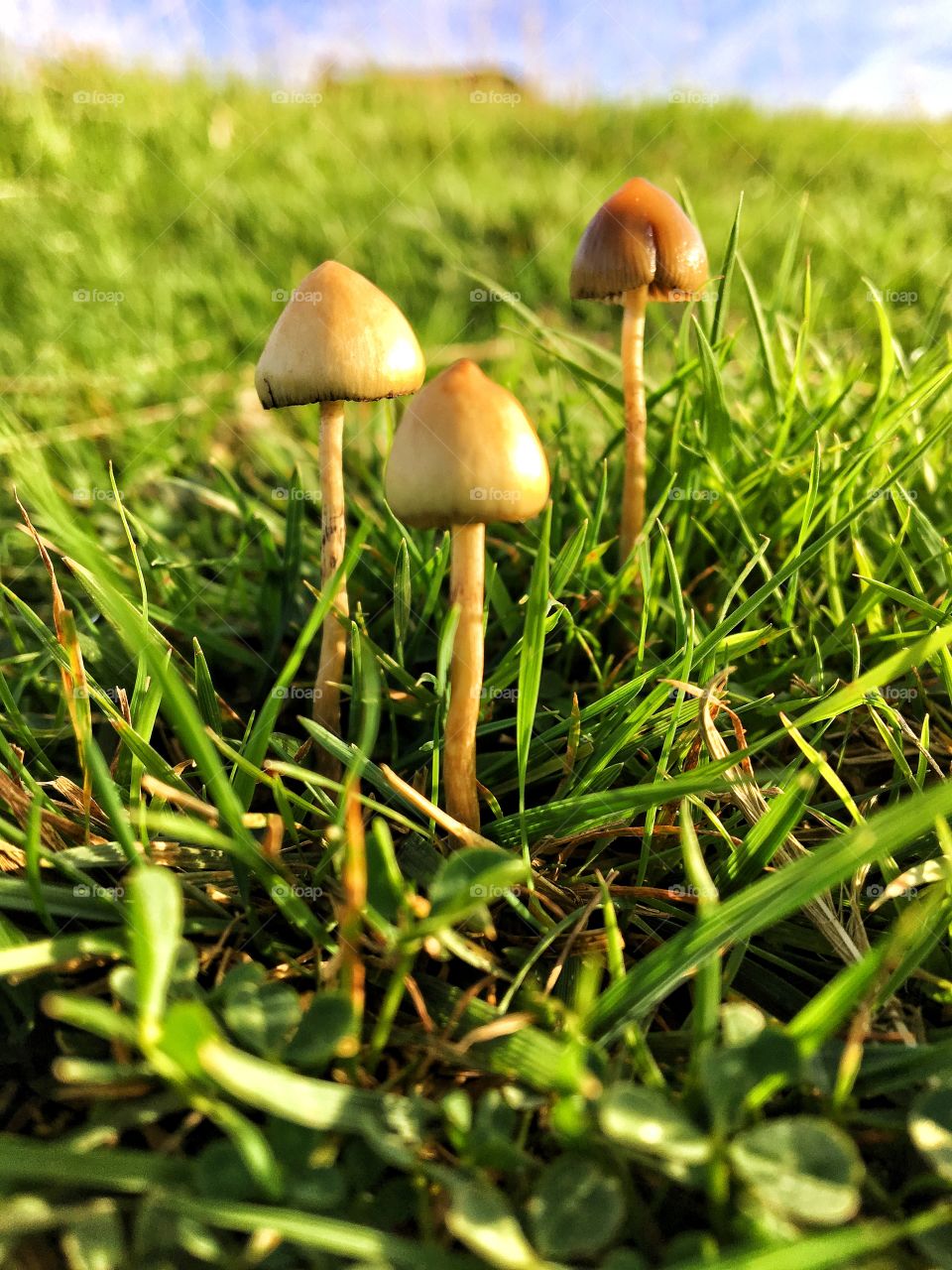 Autumnal mushrooms 