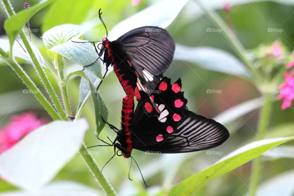 Beautiful and cute butterfly
