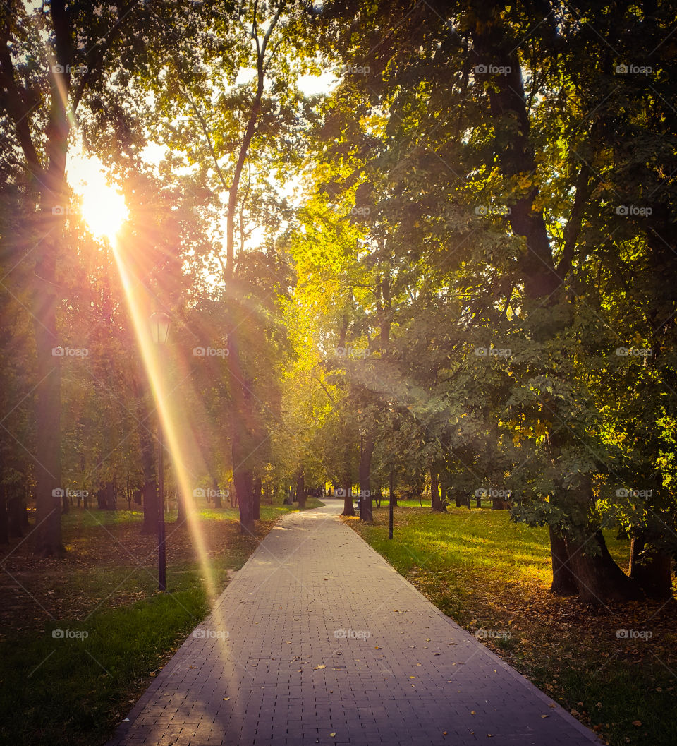 The beginning of autumn, a clear sunny day.  The road in the park lit by the rays of the sun