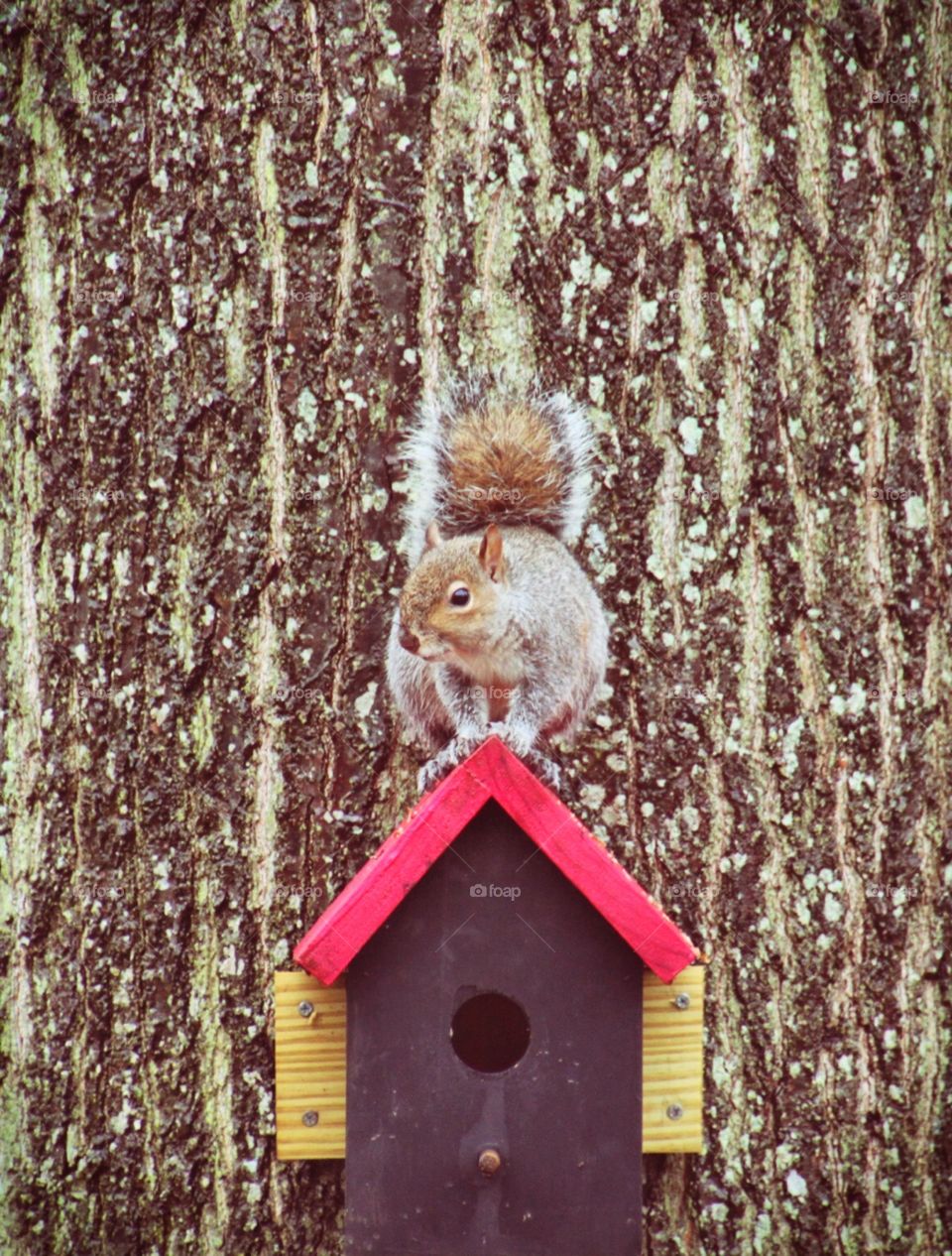 Squirrel on a birdhouse