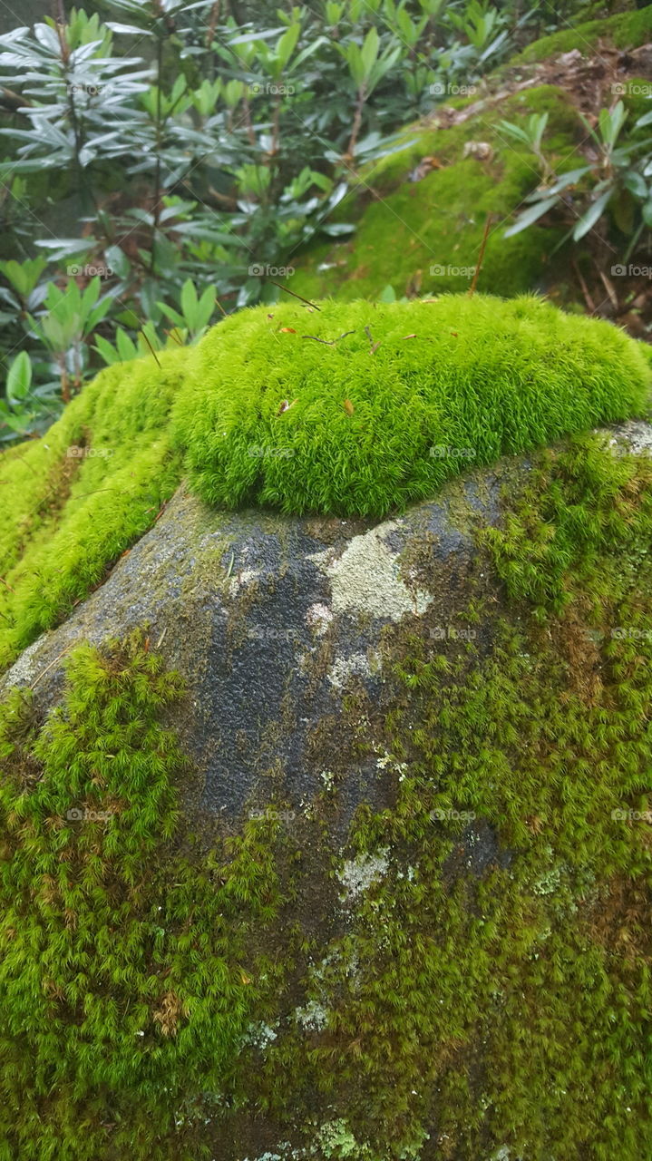 moss