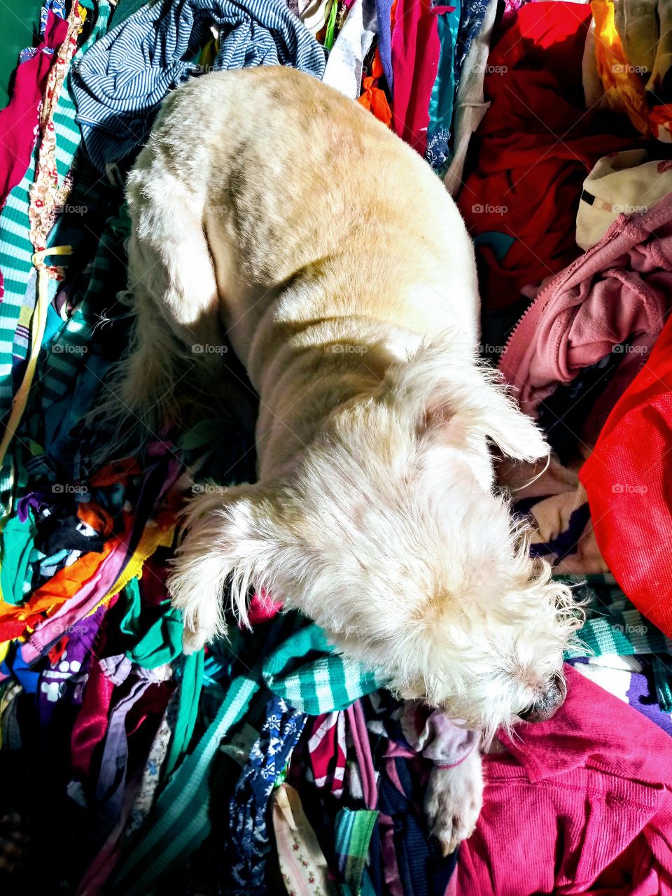 cute white dog laying on ranbow colorful fabric