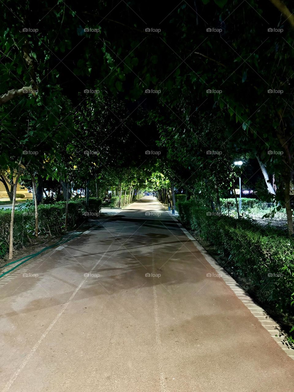 An evening walk along a densely tree-lined alley